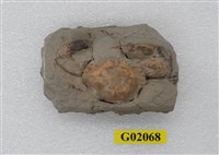 藏品(螃蟹)的圖片